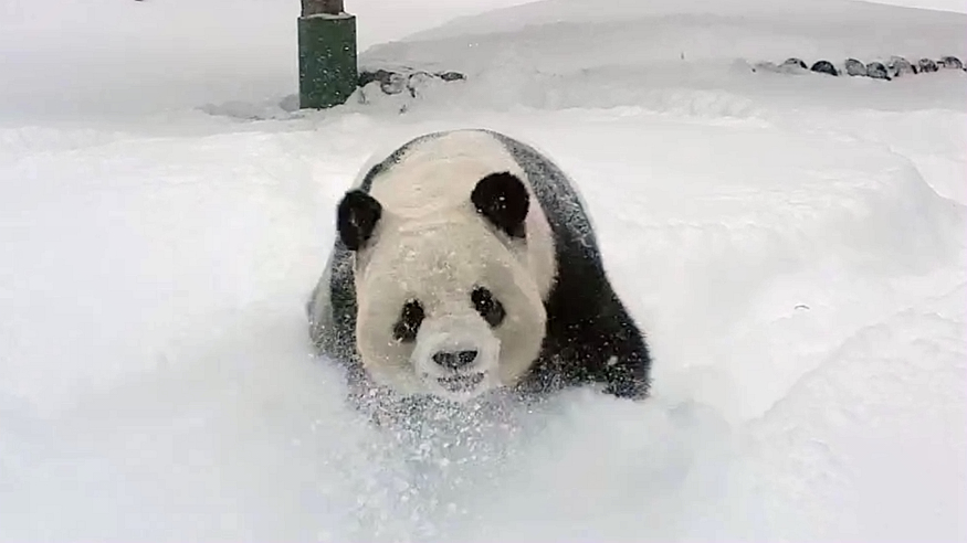 亚布力大熊猫思嘉在雪地里玩“疯”了