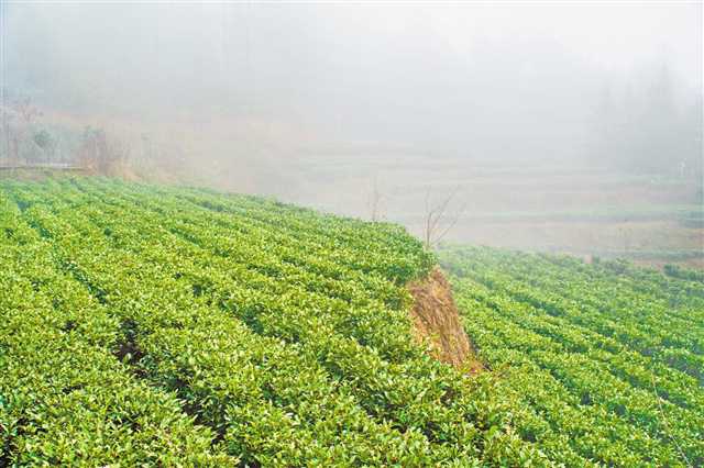 在家鄉創業就業 也能&ldquo;幸福滿屯籮&rdquo;