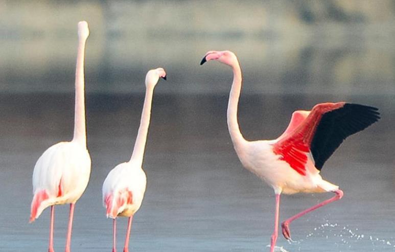 火烈鳥亮相運城鹽湖
