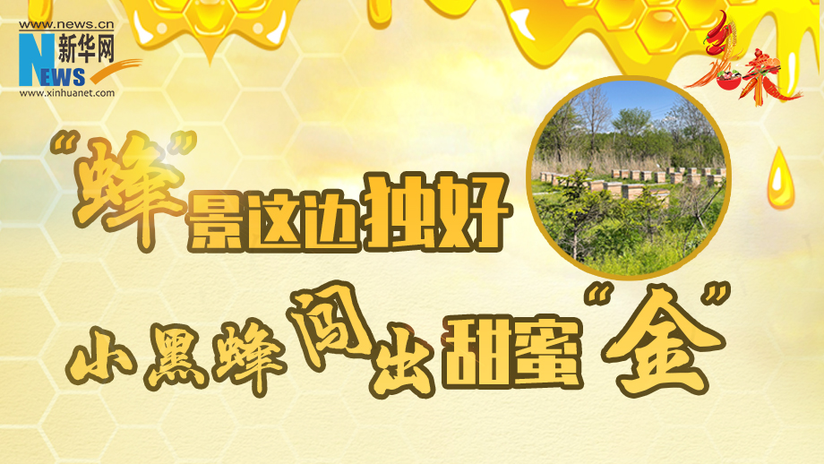 黑龙江饶河：“蜂”景这边独好 小黑蜂闯出甜蜜“金”