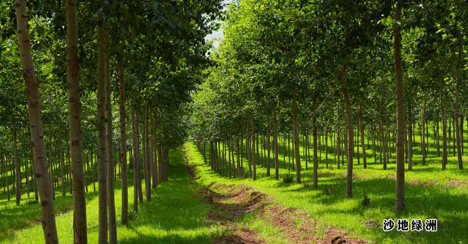 黑龙江省三北防护林工程