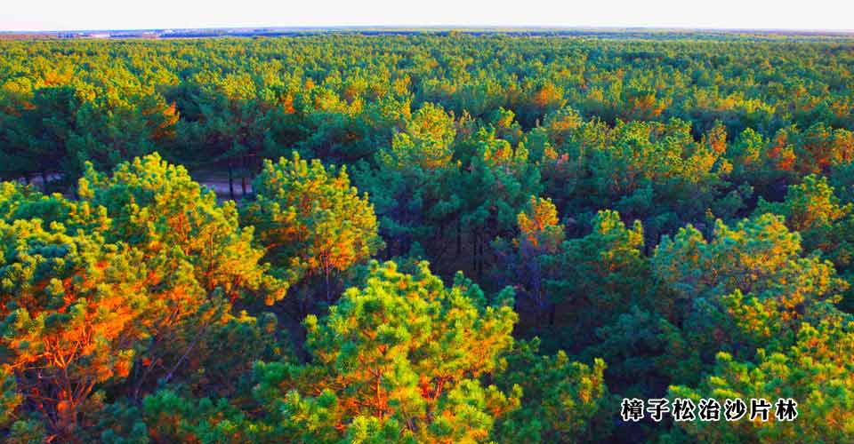 黑龙江省三北防护林工程