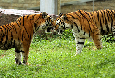 18日哈尔滨北方森林动物园提前一小时开园