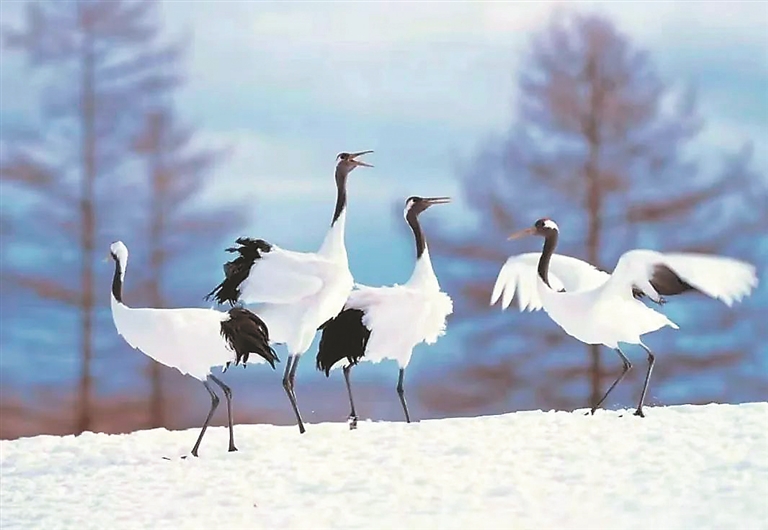 齊齊哈爾鶴舞雪原
